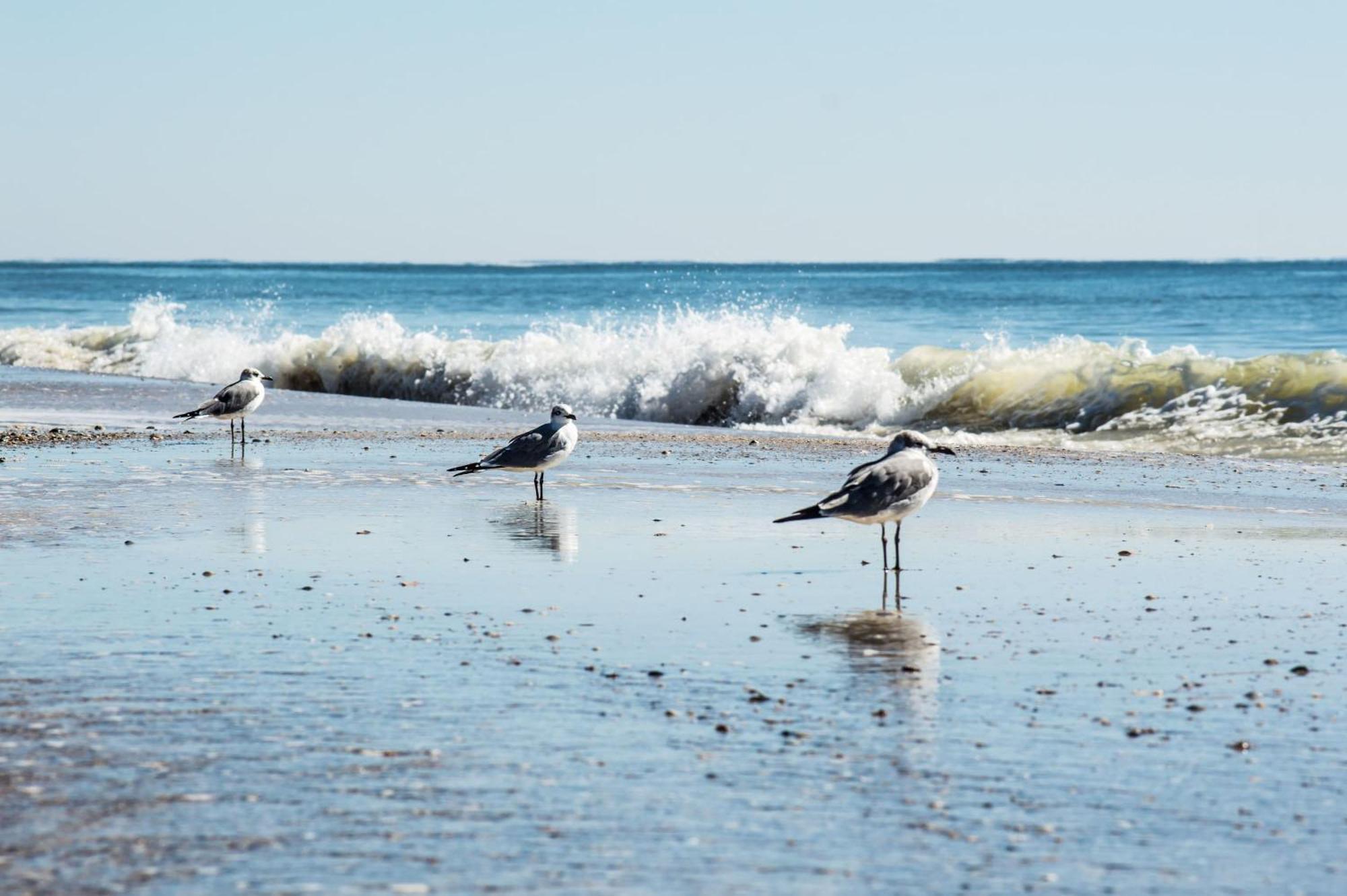 The Beach Is Only Steps Away ガルフ・ショアーズ エクステリア 写真