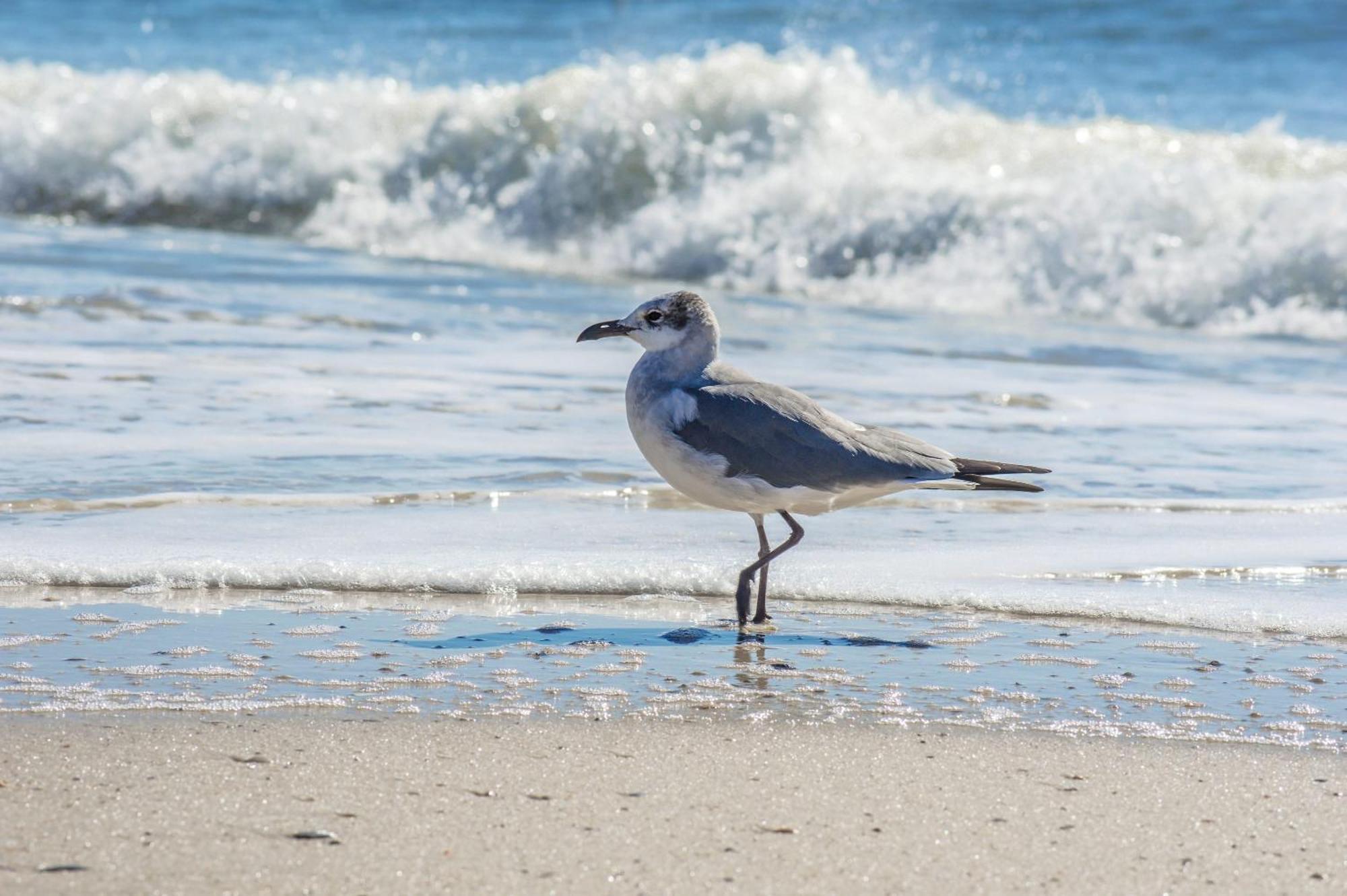 The Beach Is Only Steps Away ガルフ・ショアーズ エクステリア 写真